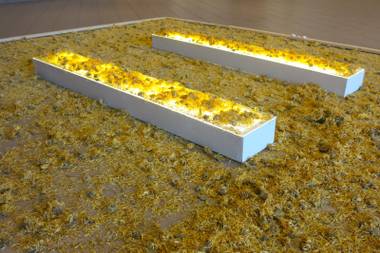 Field of flowers, Javier Sanchez installation