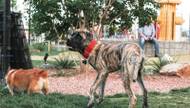 At this doggie daycare, Dobermans and Chihuahuas make unusual playmates. 