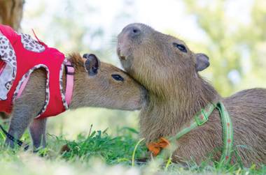 Animal magnetism: Sweetie the Capybara (left) and her boyfriend JoeJoe are both Instagram stars.
