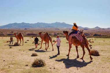 Tourists can feed and pet many of the animals before embarking on a 90-minute camel ride.