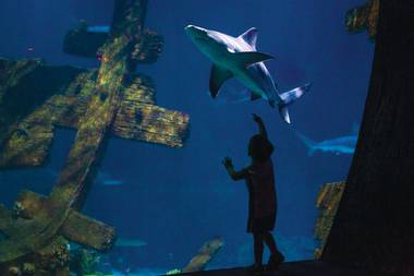From the Shark Reef to the High Roller to the ‘Hunger Games’ exhibition and beyond.