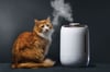 Debate rages about whether essential oils are safe for cats