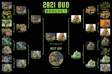 Our 2021 Bud Bracket winner is Blue Maui from Jardin. 