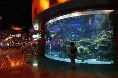 Mermaids, tropical fish, stingrays and sharks frolic in this delightful 117,000-gallon aquarium. 