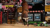 Bushwacker is considered a legend in bull riding—he’s one of three three-time PBR World Champion Bulls in PBR history.