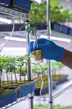 Plants are cloned at the Source’s cultivation facility.