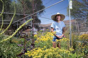 Diane Greene tends to the upper garden at Herbs by Diane in Boulder City. 