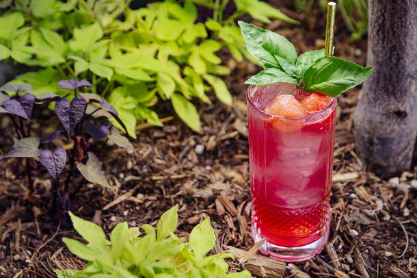 IN THE GLASS: Watermelon Crush (Wade Vandervort / Staff)