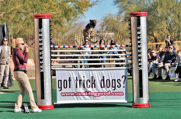 Jump: The Ultimate Dog Show