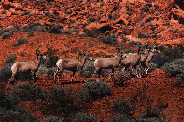 Desert Bighorn Sheep