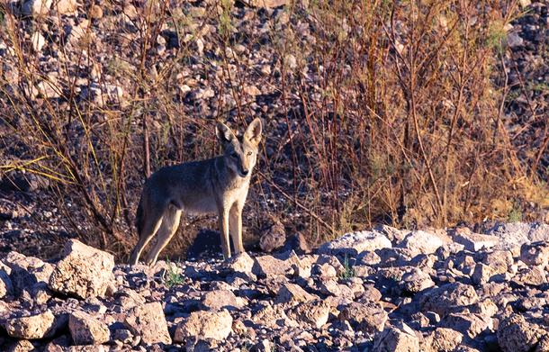 A desert coyote