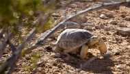 As solar energy farms continue to pop up across the Mojave Desert, some residents are being squeezed out of their homes: the threatened desert tortoise. And while developers take steps to find them new places to live, sometimes the tortoises don’t want to leave.