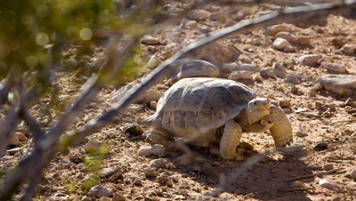 As solar farms sprout up in Southern Nevada, concern for desert tortoises grows