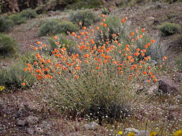 Globe mallow