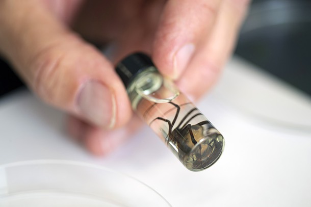 Chad Cross, a professor in the UNLV College of Public Health, displays a vial with a black widow spider in the Morphology Lab at UNLV Wednesday, Aug. 9, 2023.
