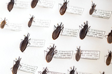 Kissing bugs collected by citizen scientists, mostly from Arizona