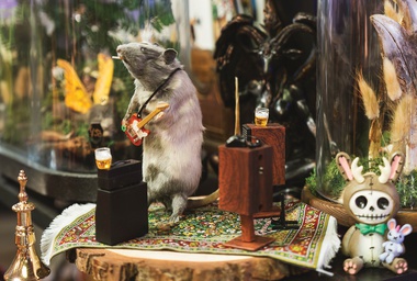 The shop functions as the owners’ bizarre little biome, where taxidermied raccoons are frozen mid-growl and draped in tuxes and tutus.