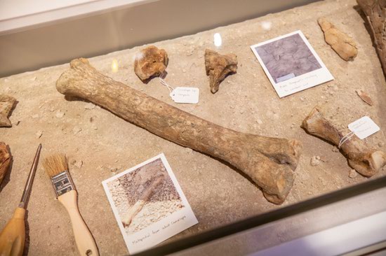 Ice Age Fossils State Park opened in 2024 with a state-of-the-art visitor center and three trails.