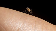 Las Vegas is one of 10 U.S. cities at heightened risk for disease-spreading pest activity this spring and summer, according to a new forecast from the National Pest Management Association.