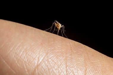 A Culex quinquefasciatus female mosquito drinks blood from Figueroa’s hand at the UNLV Parasitology & Vector Biology&nbsp;lab.