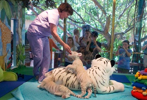 A veterinarian specialist visits with white-striped tiger cubs at Siegfried & Roy’s Secret Garden at the Mirage in 2010.