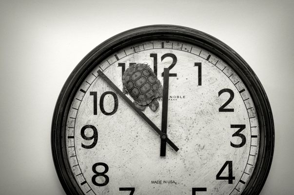 Sharon K. Schafer: Circle of Animal