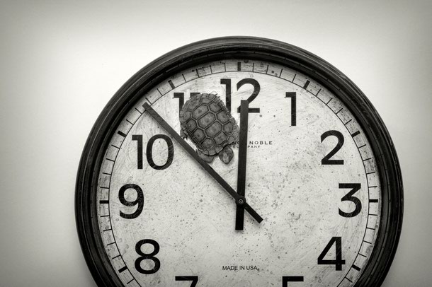 Sharon K. Schafer: Circle of Animal