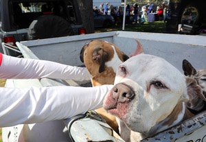 2025 Peace Walk and Festival