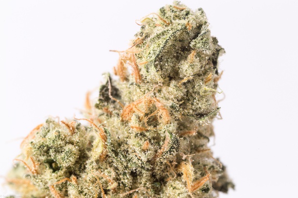 Miss X, Green Life Productions