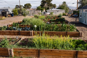 The urban garden