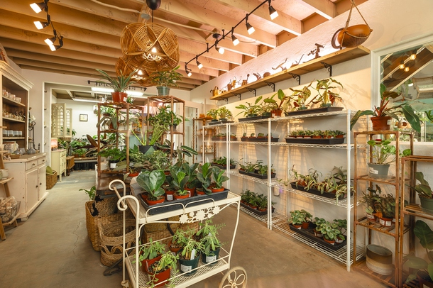 Mojave Bloom Desert Nursery & Decor