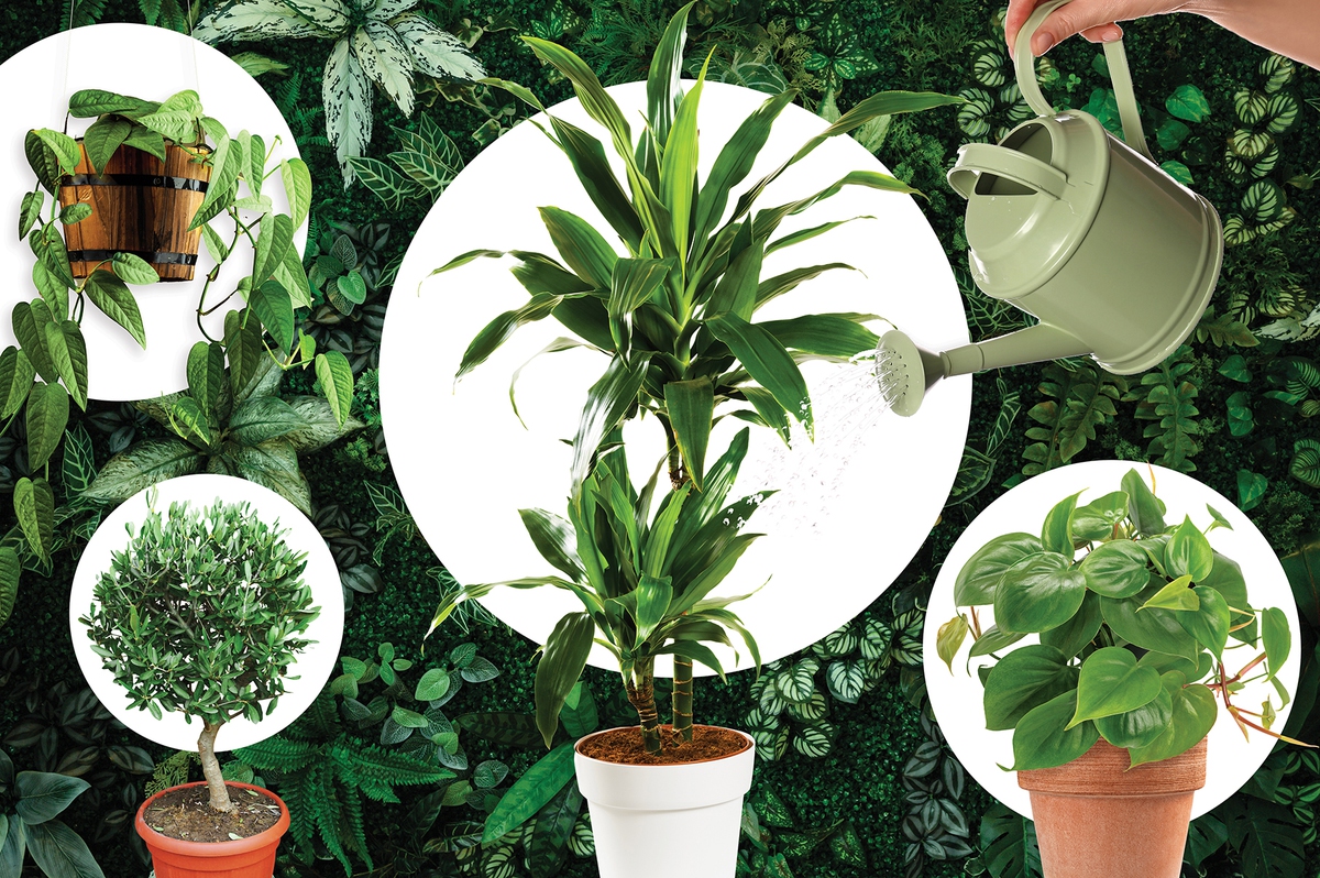 Growing happiness: 5 hard-to-kill plants for your home - Las Vegas Weekly