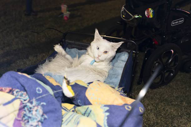 A deaf Maine Coon cat named Falcor attends the Las Vegas PRIDE festival at Desert Breeze Events Center, Saturday, Oct. 18, 2025.