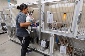 An employee holds a one-year-old dog named Nyla in the intake room at the Animal Foundation.