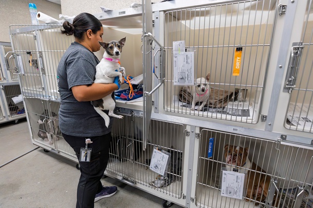 An employee holds a one-year-old dog named Nyla in the intake room at the Animal Foundation.