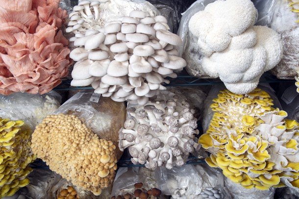 Desert Moon Mushrooms