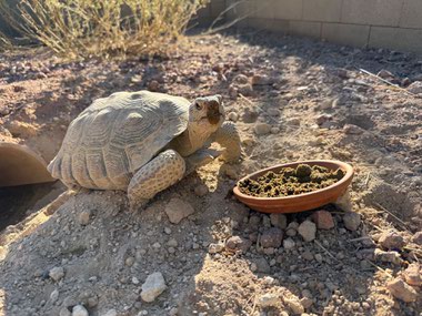 The official state reptile of Nevada has been classified as a threatened species under the Endangered Species Act since 1990, with habitat loss and disease contributing to their declining numbers.