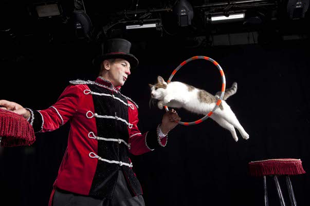 Popovich Comedy Pet Theater