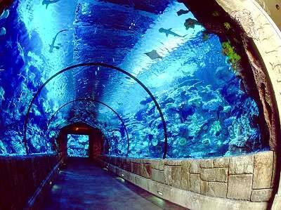 Shark Reef Aquarium. Mandalay Bay Resort and Casino. Las V…