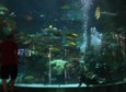 Take My Job: Age of Aquariums